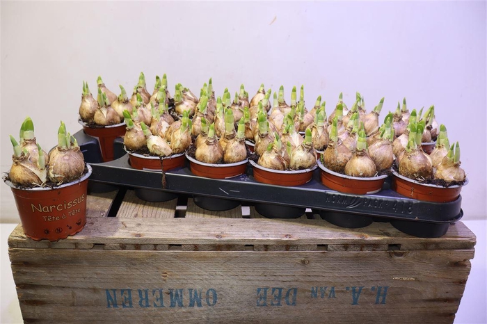 <h4>arr8 Narc O Tete A Tete</h4>