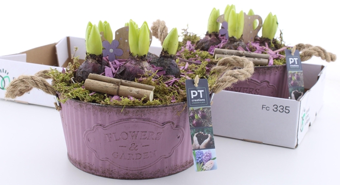 <h4>ARR HYACINTH</h4>