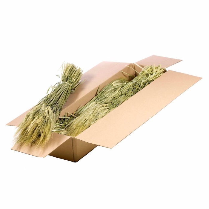 <h4>Gerst (hordeum) SB natural green</h4>