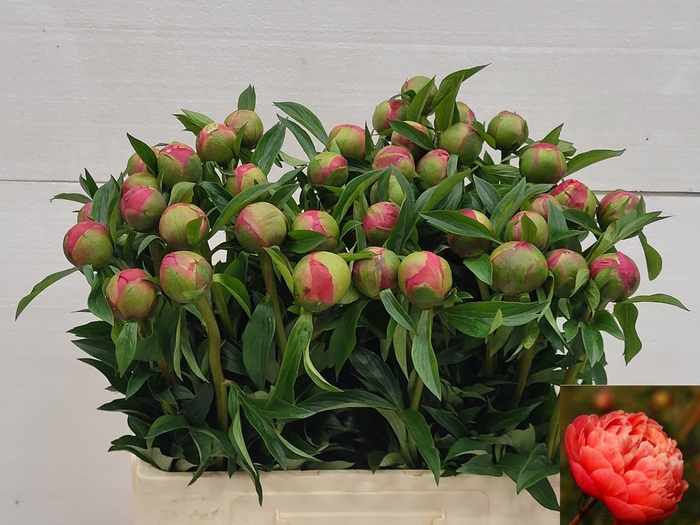 <h4>PAEO  CORAL CHARM</h4>