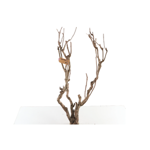 Syringa Branch Extra Beckers