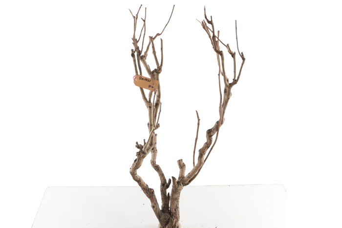 <h4>Syringa Branch Extra Beckers</h4>