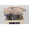 Ozothamnus Cooks Tall Pink