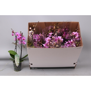 PHAL MF GEM 8 KL