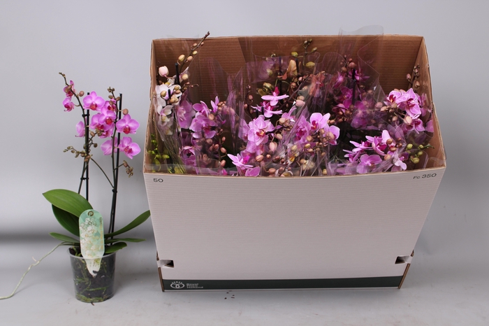 <h4>PHAL MF GEM 8 KL</h4>