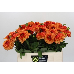 Dahlia American Sunset