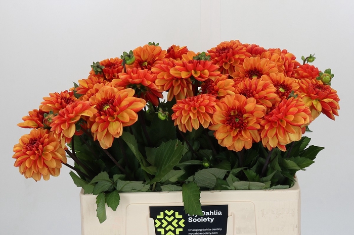 Dahlia American Sunset