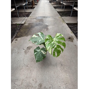 Monstera delic. 'Thai Constellatio'