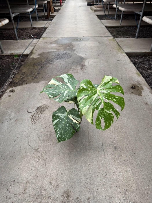 <h4>Monstera delic. 'Thai Constellatio'</h4>