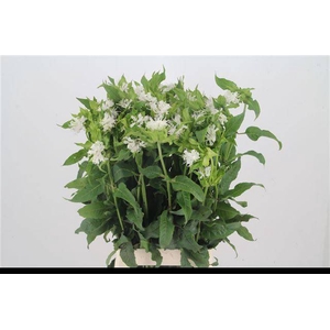 MONARDA OV