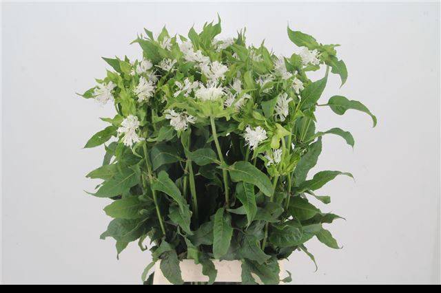 <h4>MONARDA OV</h4>