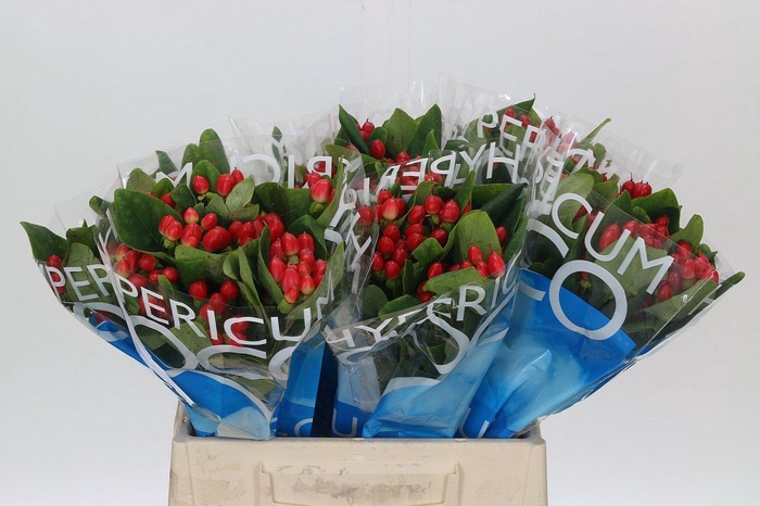 <h4>Hypericum Coco Diablo</h4>