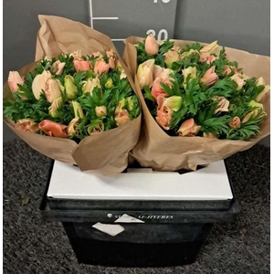 Anem Rainbow Barbie Rosa