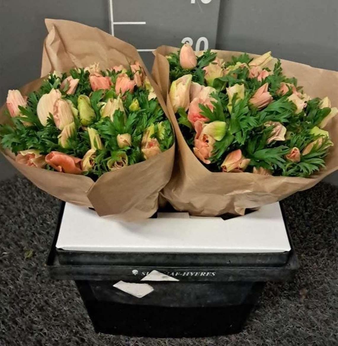 <h4>Anem Rainbow Barbie Rosa</h4>