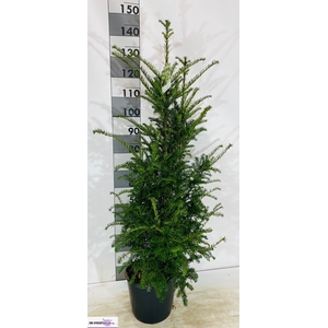 TAXUS BACCATA