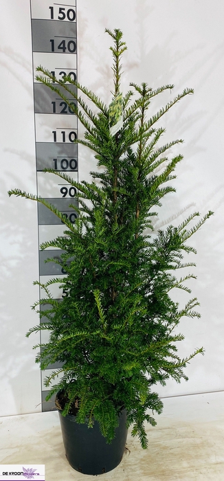 <h4>TAXUS BACCATA</h4>