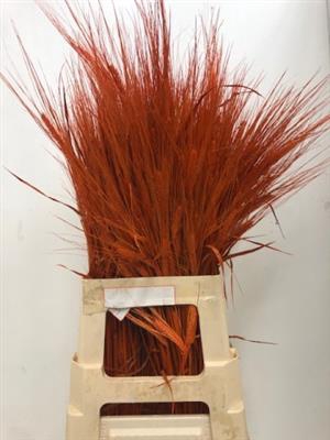 <h4>DROOG GERST .ORANJE</h4>
