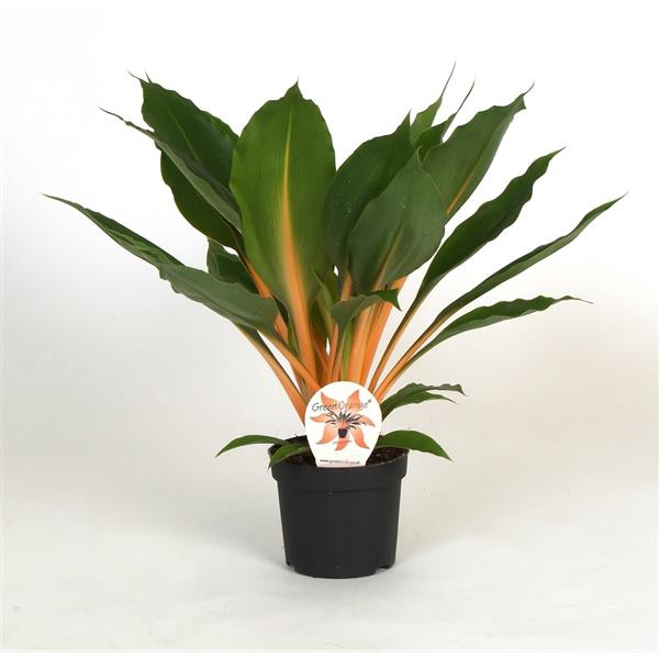 <h4>Chlorophytum Orchidastrum Green Orange</h4>