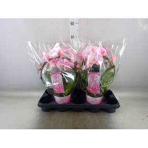 Phalaenopsis   ...