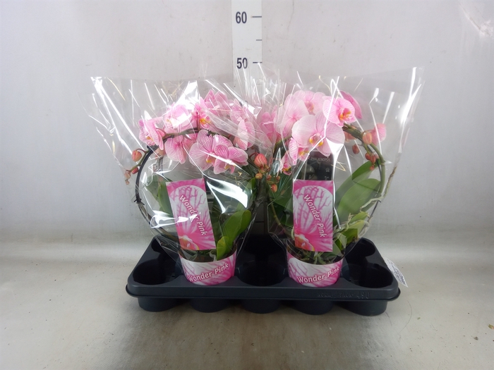 <h4>Phalaenopsis   ...</h4>