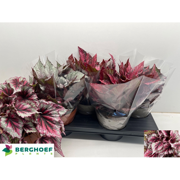 <h4>BEG BEL GEM</h4>