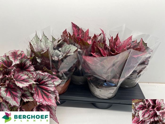 <h4>BEG BEL GEM</h4>