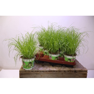 arr8 Cyper Alt Zumula