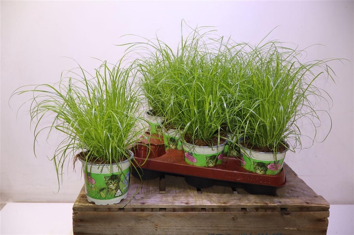 <h4>arr8 Cyper Alt Zumula</h4>