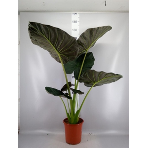 Alocasia  'Regal Shields'