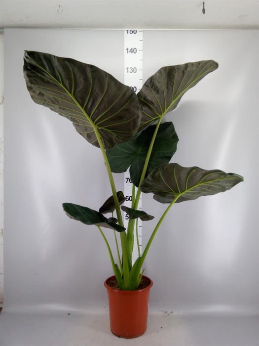 <h4>Alocasia  'Regal Shields'</h4>