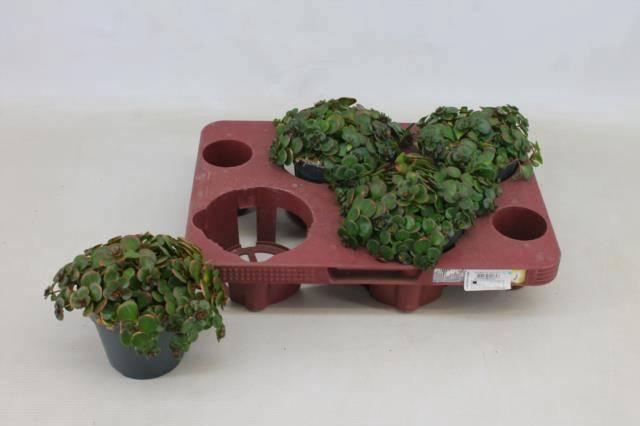 <h4>SEDUM MA TORNADO</h4>