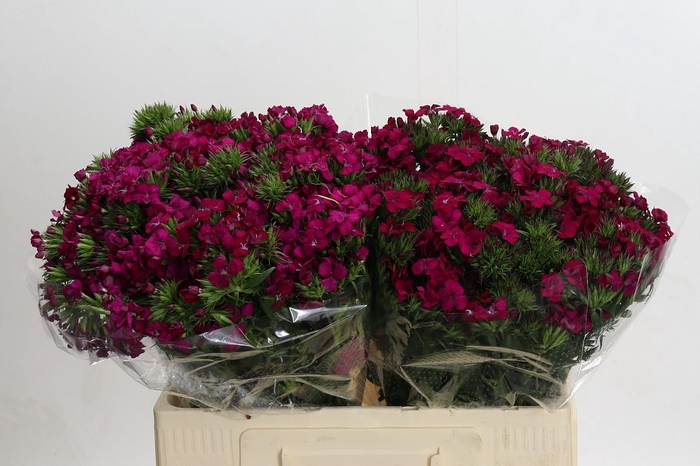 <h4>Dianthus Br Amazon Neon Cherry</h4>