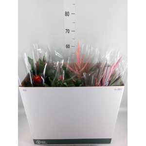 Bromelia ...mix
