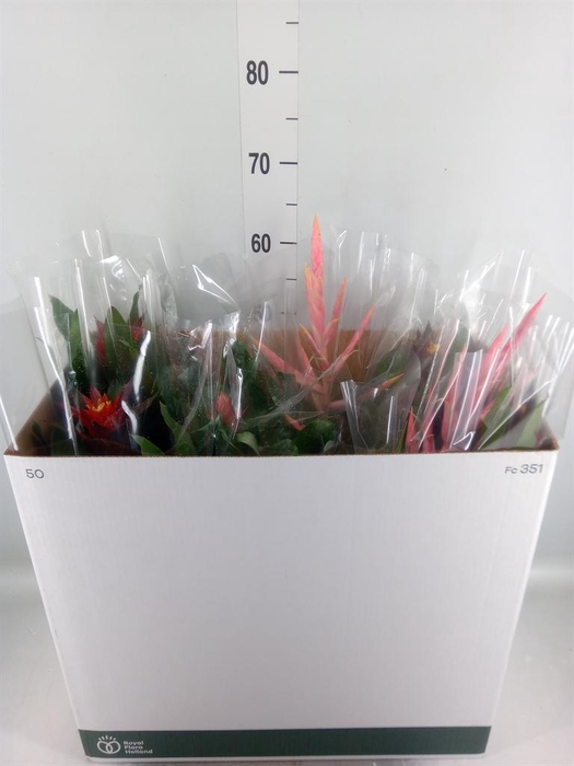 <h4>Bromelia   ...mix</h4>