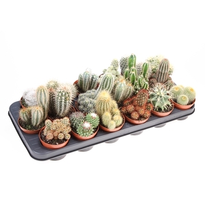 Cactus mix