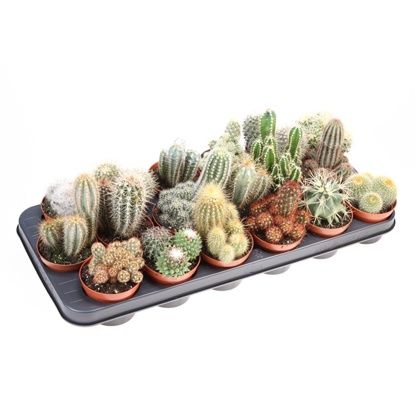 <h4>Cactus mix</h4>