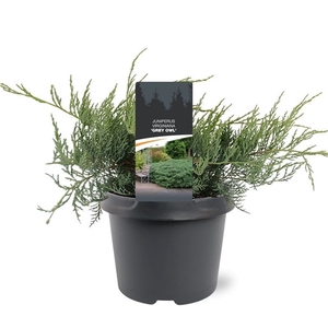Juniperus virginiana 'Grey Owl' 25-30 C3