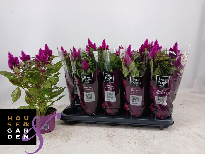 <h4>CEL DEEP PURPLE</h4>