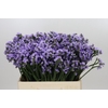 Limonium Sinuatum Donau Birds
