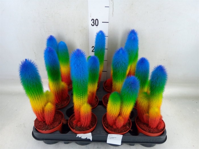 <h4>Cactus   ...</h4>