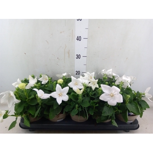 Platycodon grand. 'Astra White'