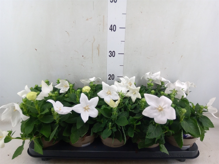 <h4>Platycodon grand. 'Astra White'</h4>