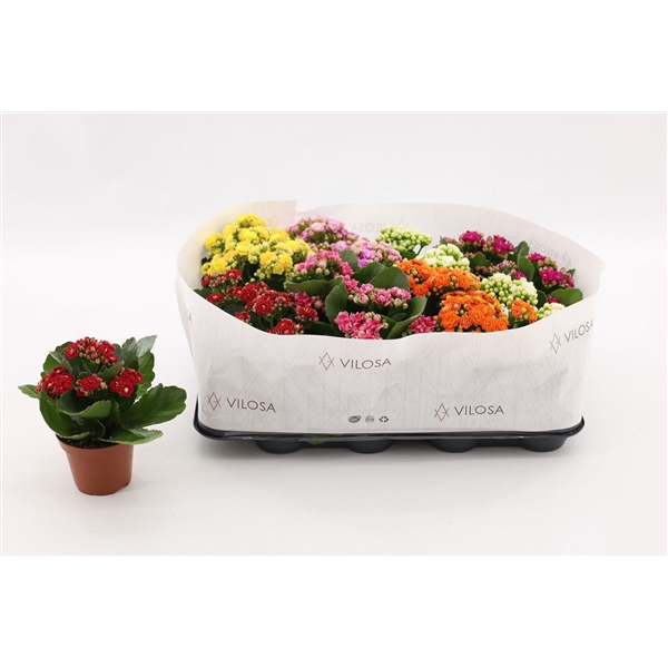 <h4>Kalanchoe Double Mix, in kraag</h4>