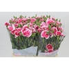 Dianthus Sp Symply Cherry