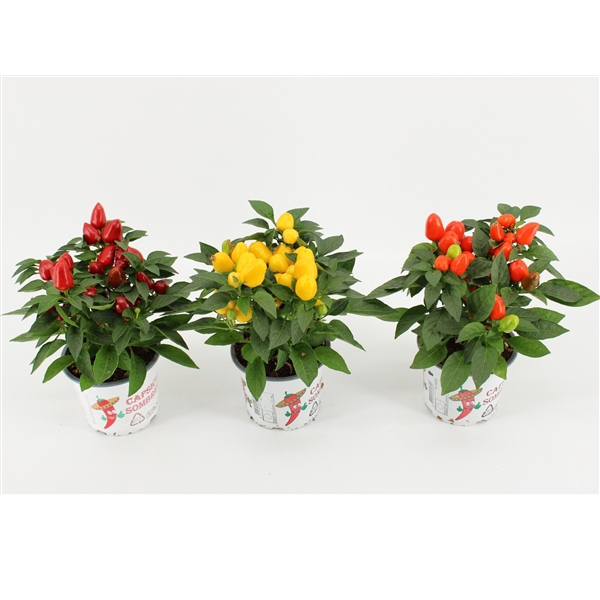<h4>Capsicum Sombrero Mambo Gemengd 12cm</h4>