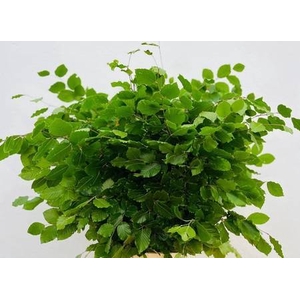 Faggio Green (beech,beuk)