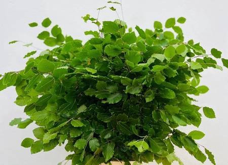 <h4>Faggio Green (beech,beuk)</h4>