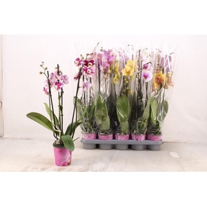 PHAL GEM 5 KL