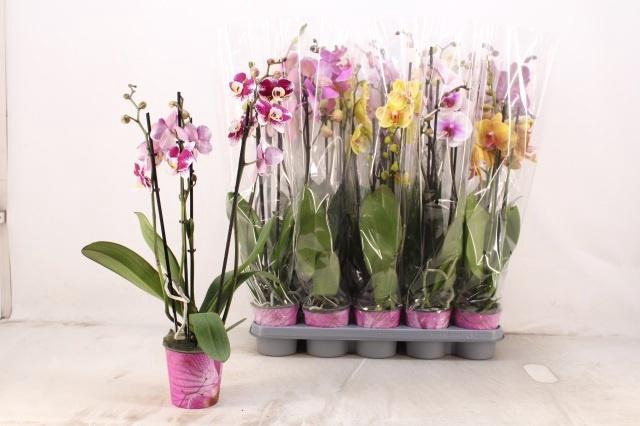 <h4>PHAL GEM 5 KL</h4>