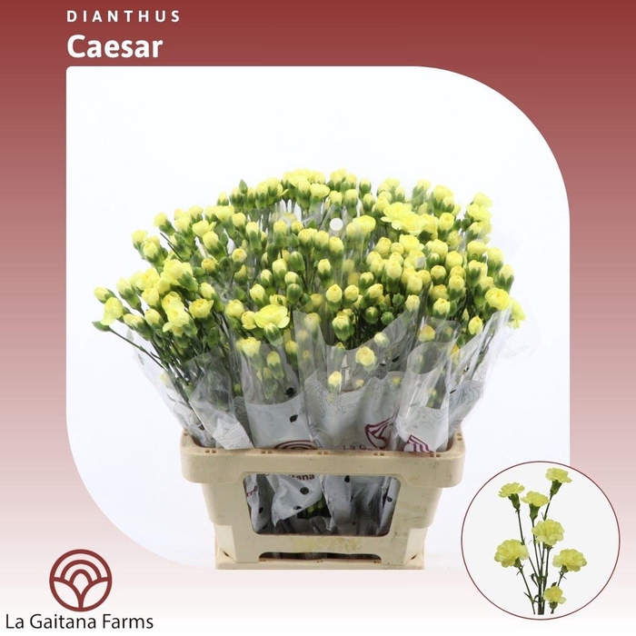 <h4>Dianthus tr Tuparro</h4>